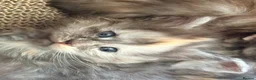 Maine Coon cats for sale: Tica registered 4 female mainecoons left,  polys - Advert 6