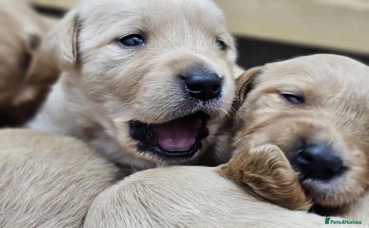 Goldador dogs - Advert 8