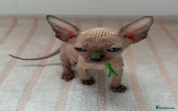 Sphynx cats for sale: Four beautiful Sphynx kittens for sale 🤍 - Image 17