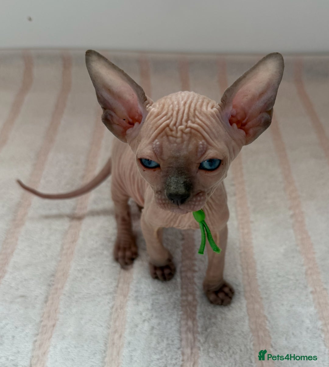 Sphynx cats for sale: Four beautiful Sphynx kittens for sale 🤍 - Image 17