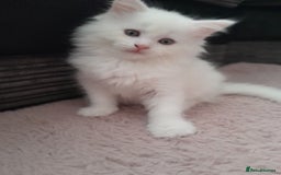 Maine Coon cats for sale: White female mainecoon kitten - Image 5