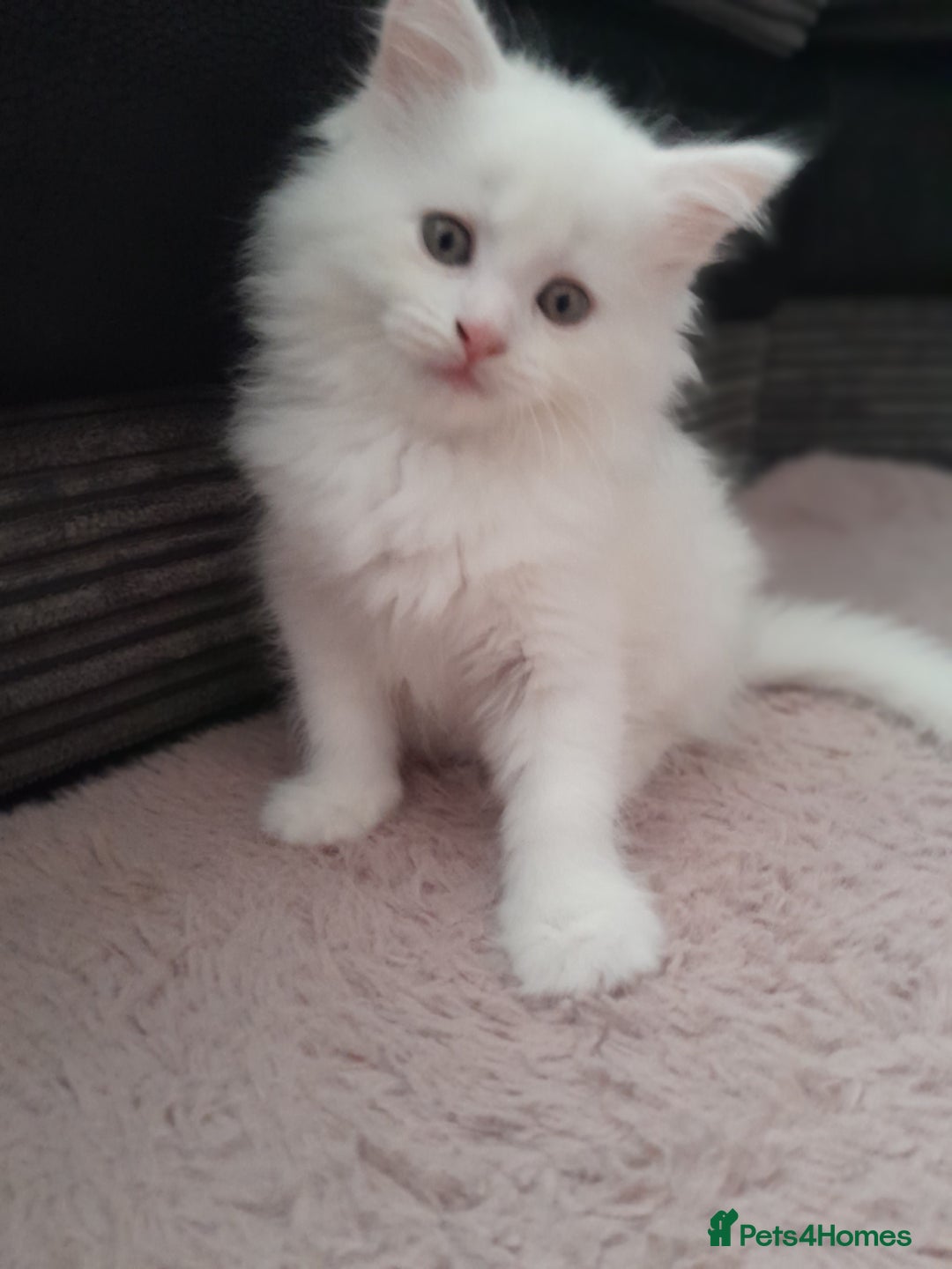 Maine Coon cats for sale: White female mainecoon kitten - Image 5