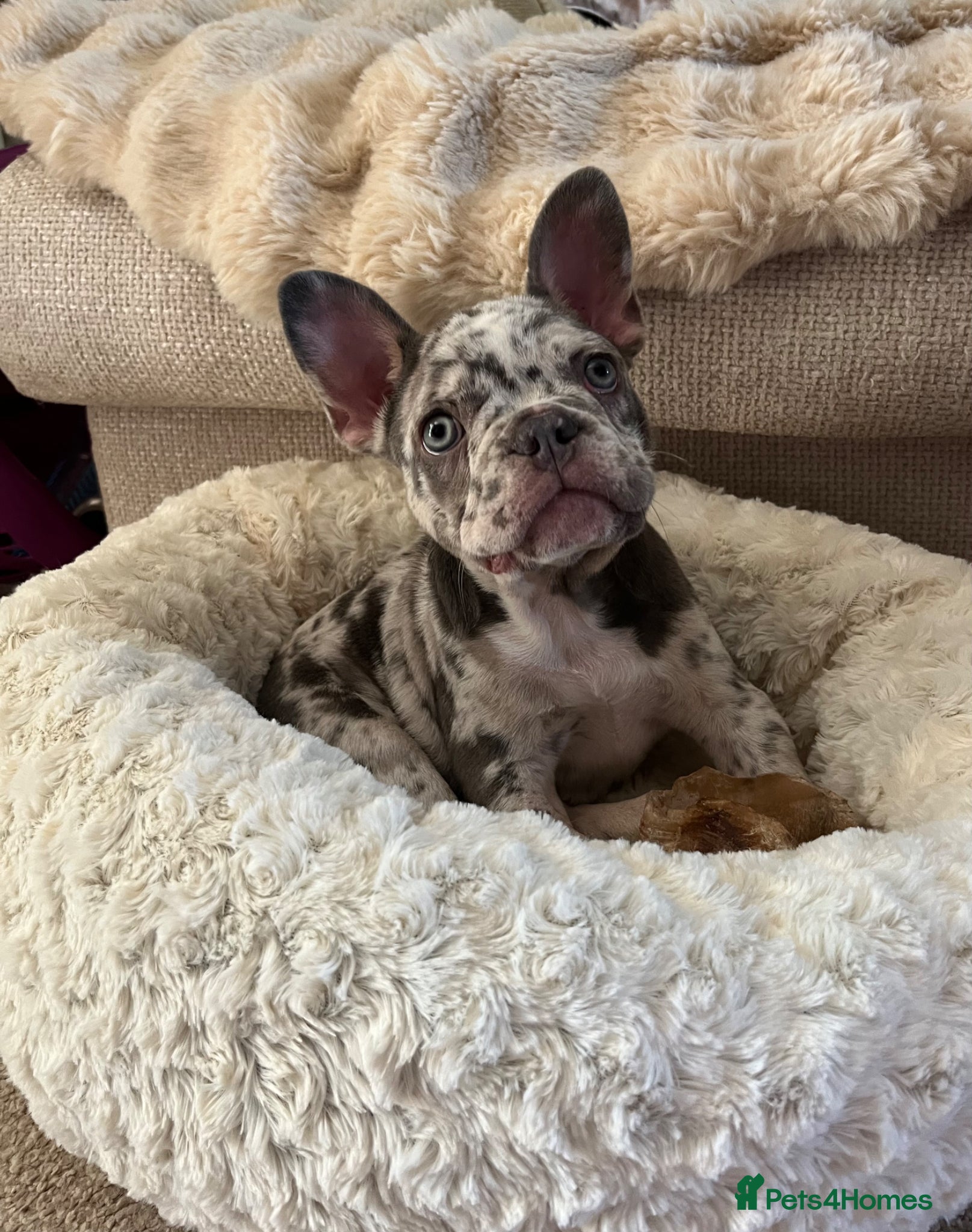 French Bulldog dogs Stunning French bulldog pups  - Advert 10