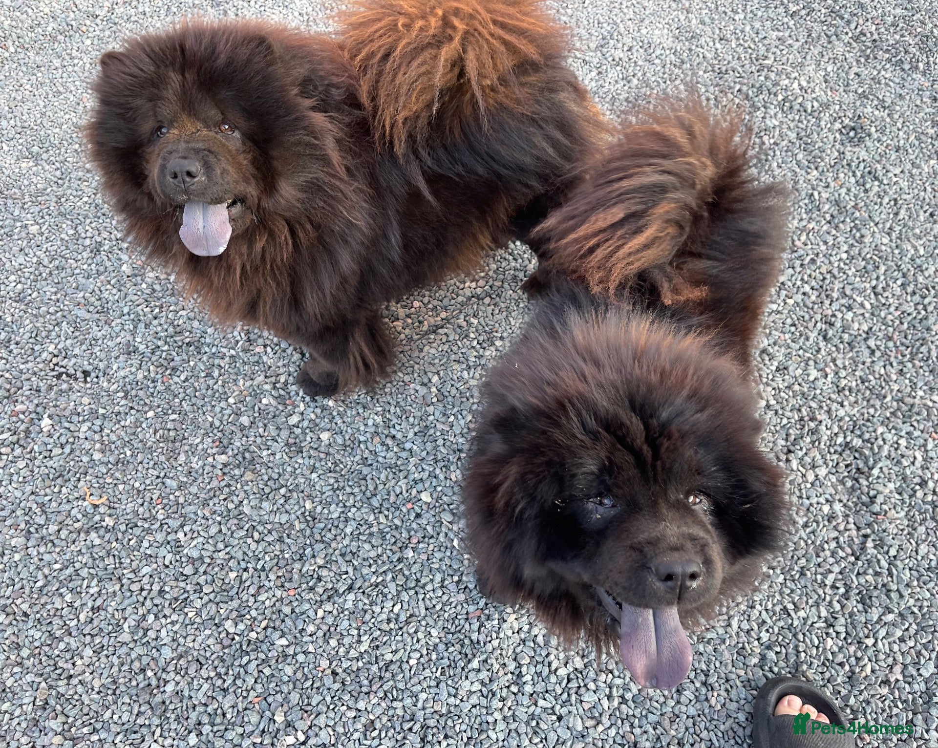 Chow Chow dogs MINI CHOW SISTERS REHOME  - Advert 4