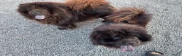 Chow Chow dogs for sale: MINI CHOW SISTERS REHOME  - Advert 1