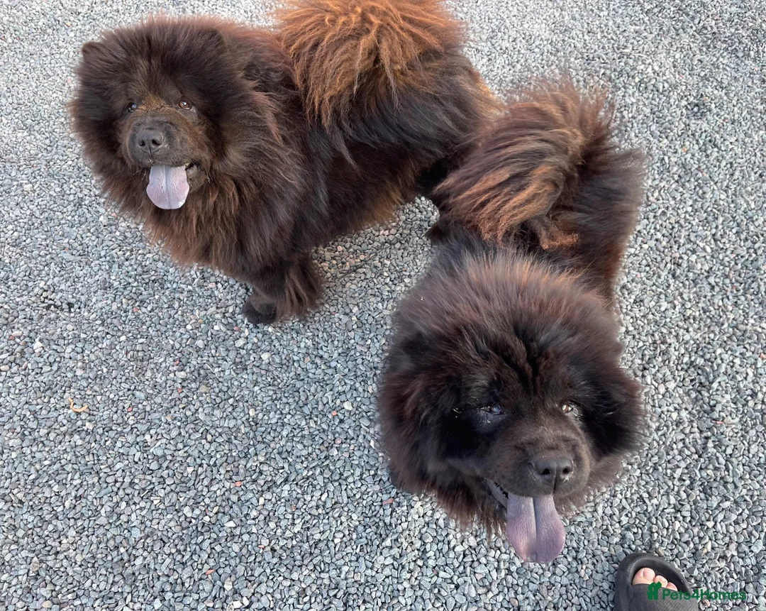 Chow Chow dogs for sale: MINI CHOW SISTERS REHOME  - Advert 1
