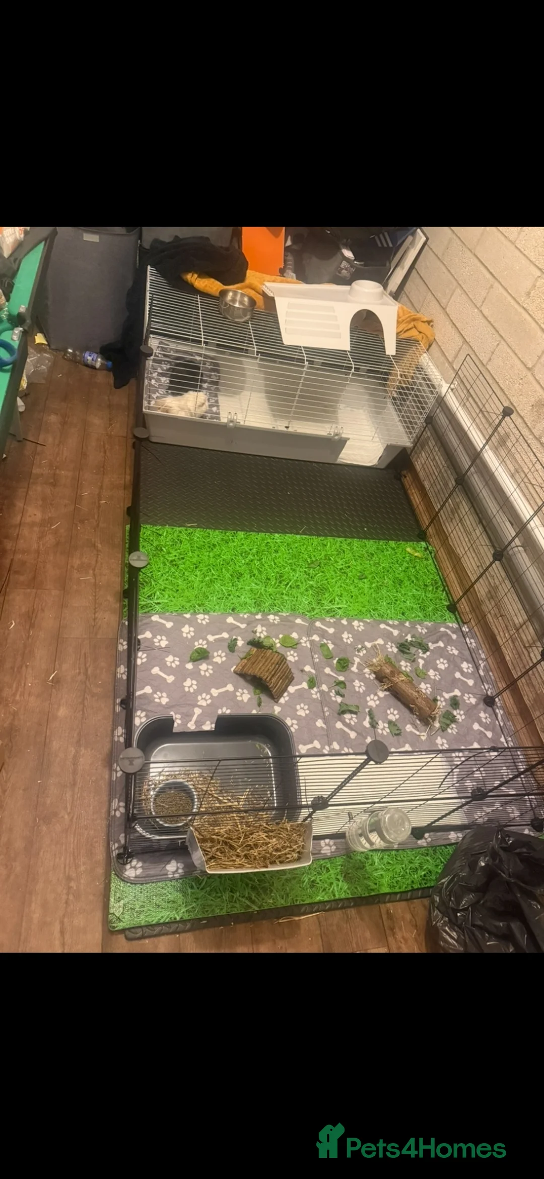 Guinea Pig rodents for sale: 2 male guinea pigs - Advert 6