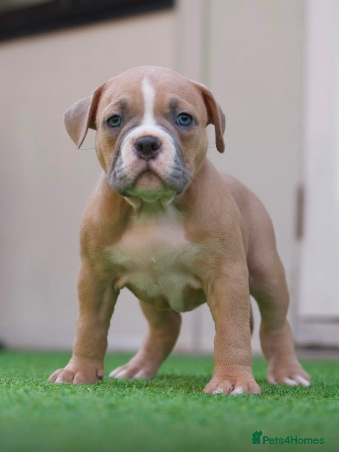 American Bully Puppy 4