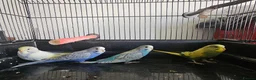Budgerigars birds for sale: Baby budgies  - Advert 5