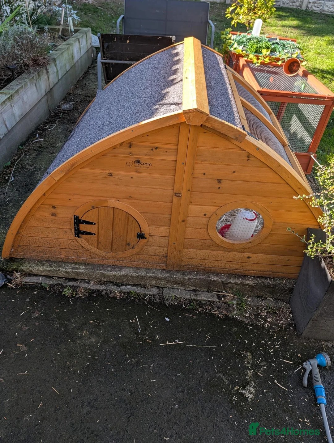 Quail poultry for sale: Full set up for quails. Including 7 young female  in Barnsley - Advert 2