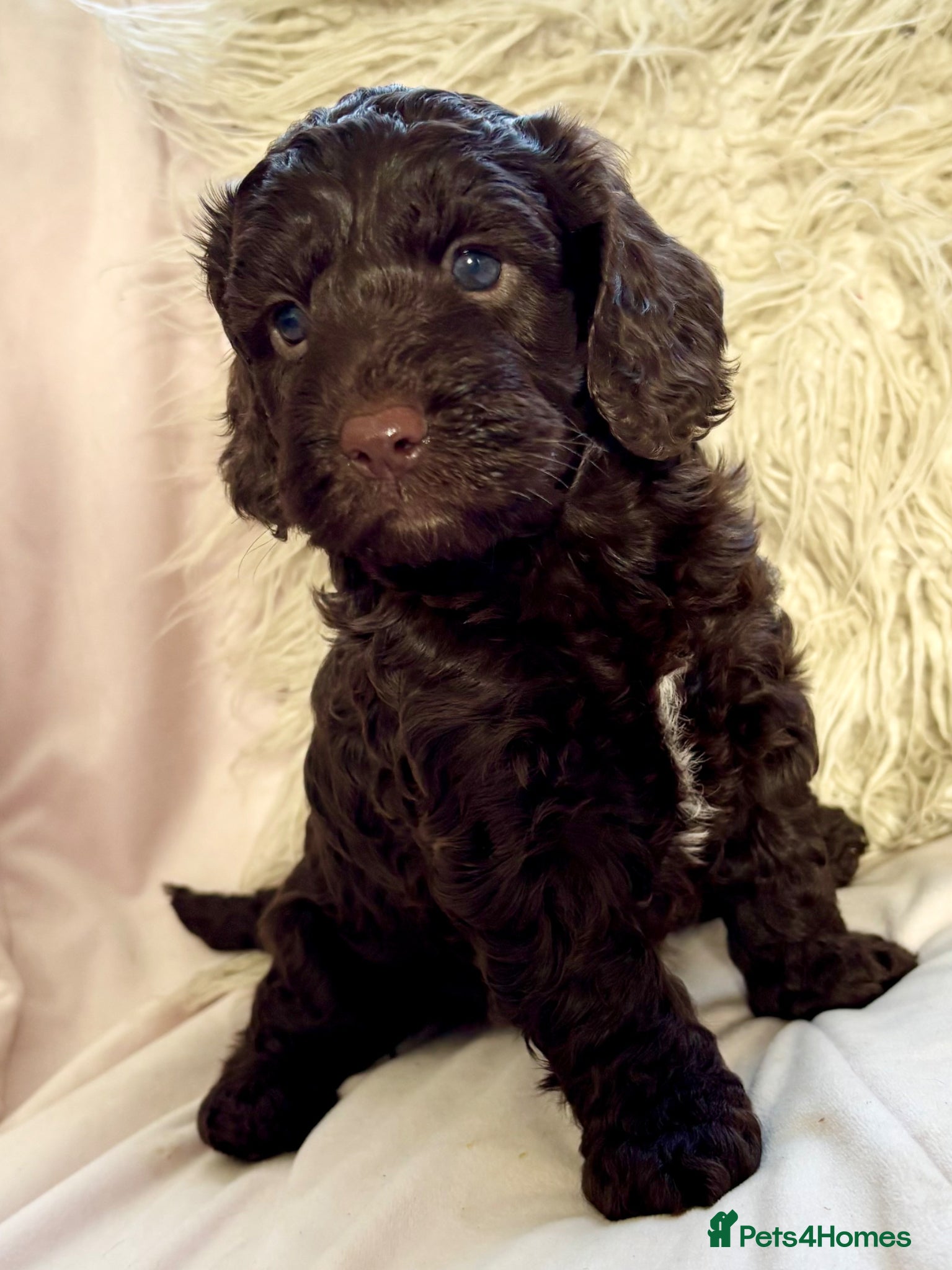 Cockapoo dogs 1 female Chocolate F1 cockapoo  - Advert 6