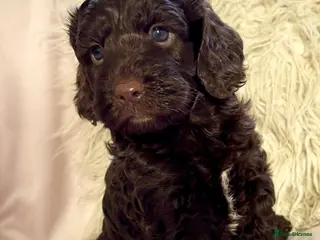 Cockapoo dogs 1 female Chocolate F1 cockapoo - Advert 6