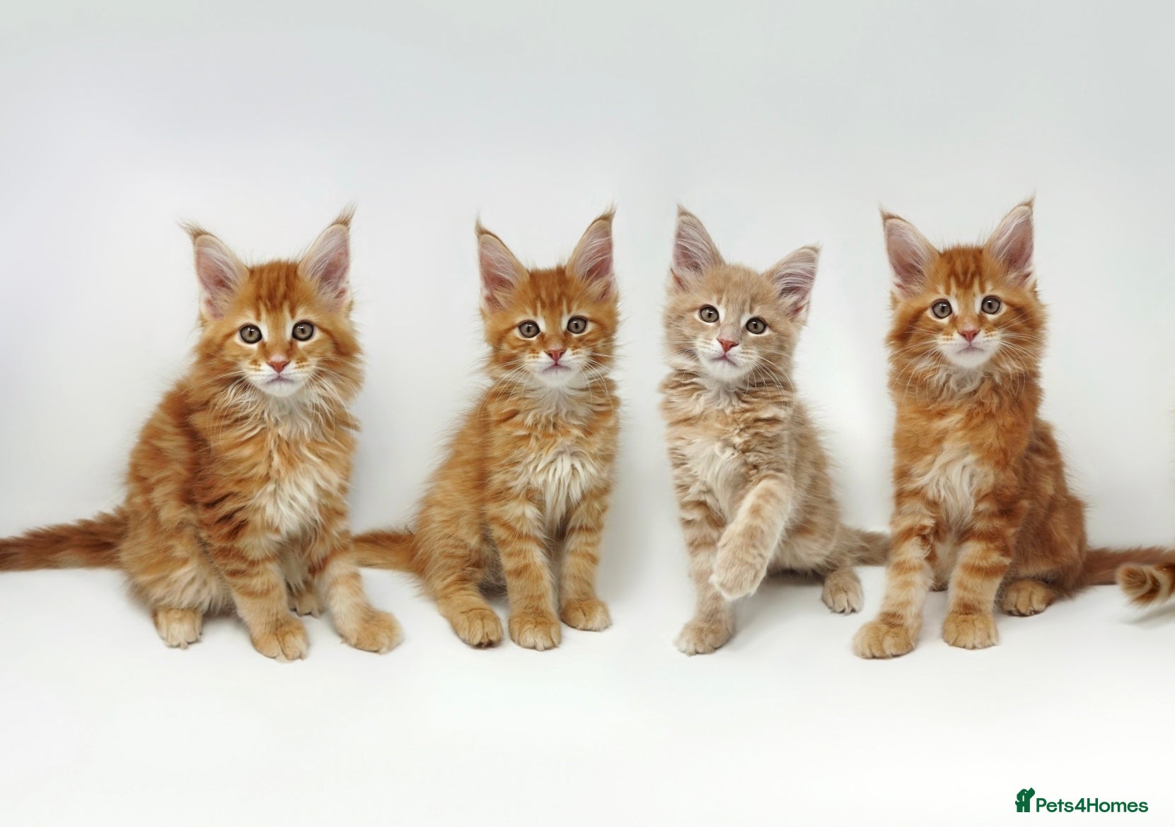 Maine Coon cats Exceptional Maine Coon Kittens - Rare Red Girls - Advert 2