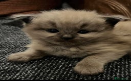 Ragdoll cats for sale: Beautiful Ragdoll boys  - Image 4