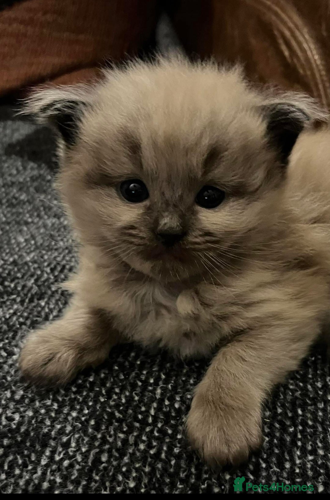 Ragdoll cats for sale: Beautiful Ragdoll boys  - Image 4