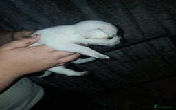 Mixed Breed dogs for sale: Jackawawas  - Image 23