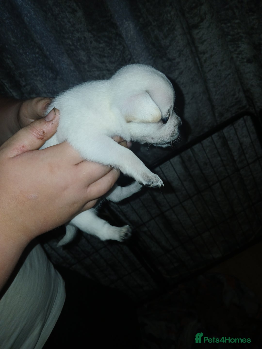 Mixed Breed dogs for sale: Jackawawas  - Image 23