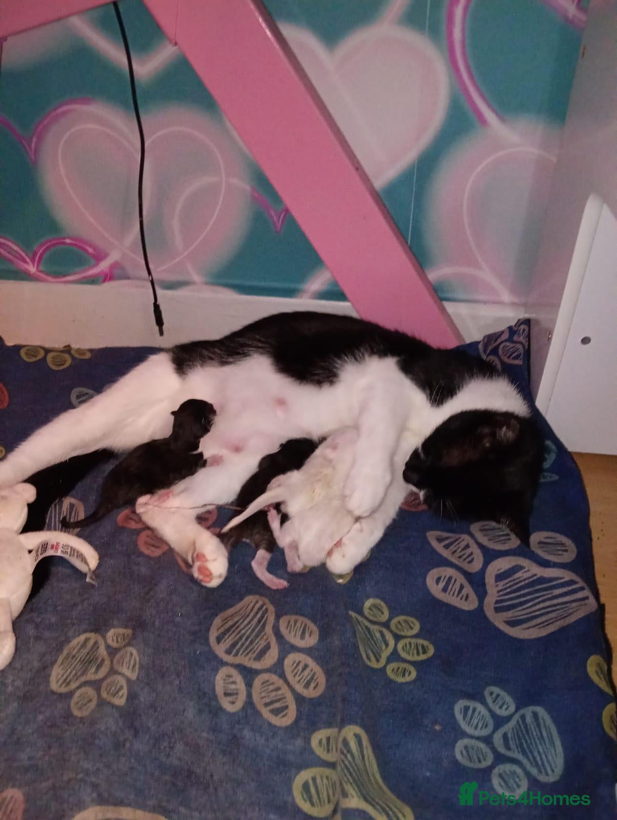 Mixed Breed cats 3 cute kittens looking for their forever homes - Advert 2