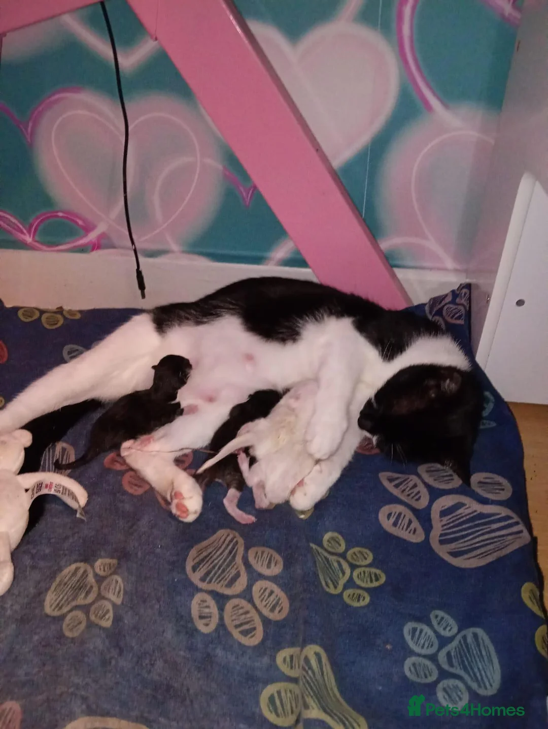 Mixed Breed cats for sale: 3 cute kittens looking for their forever homes - Advert 1
