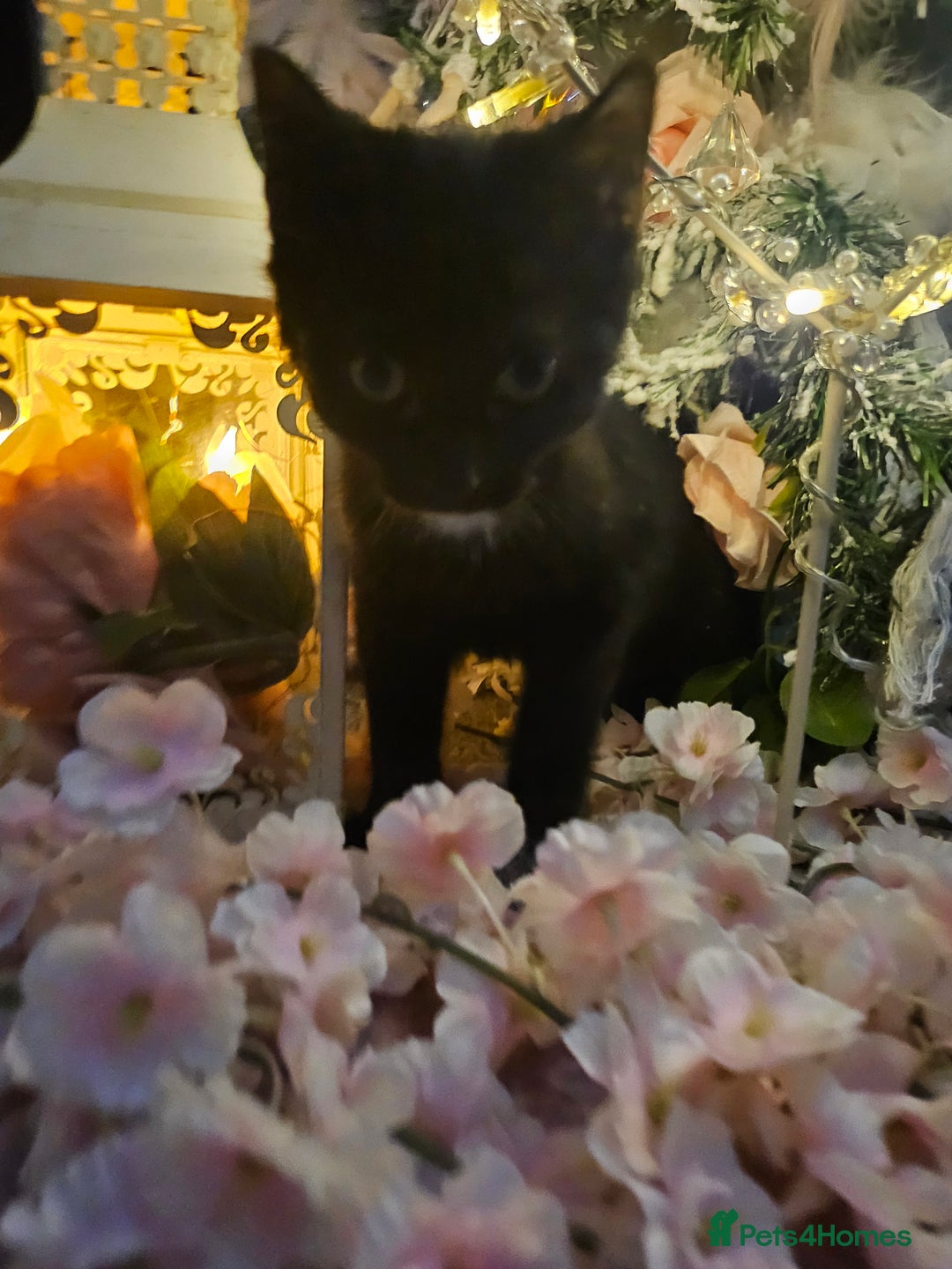 Mixed Breed cats for sale: Precious babies looking for homes - Advert 4