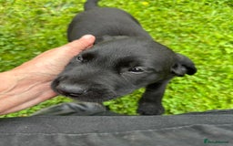 Labrador Retriever dogs for sale: Excellent KC reg-health checked home bred line - Image 17