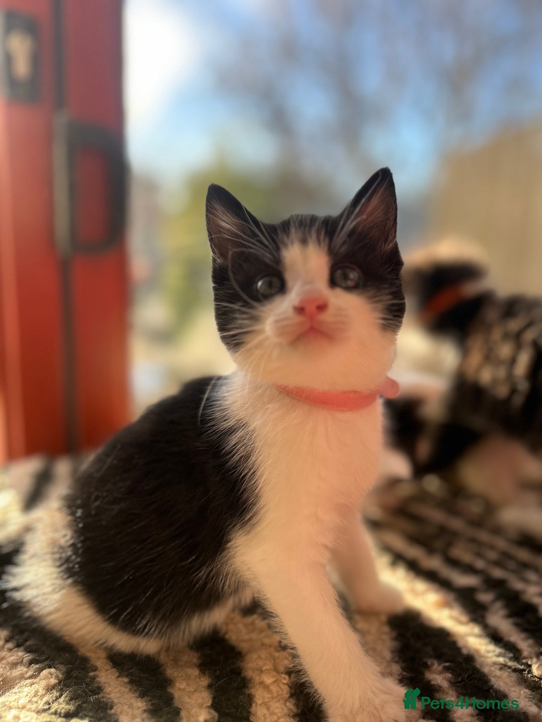 British Longhair cats for sale: Gorgeous Friendly Kittens - Advert 14