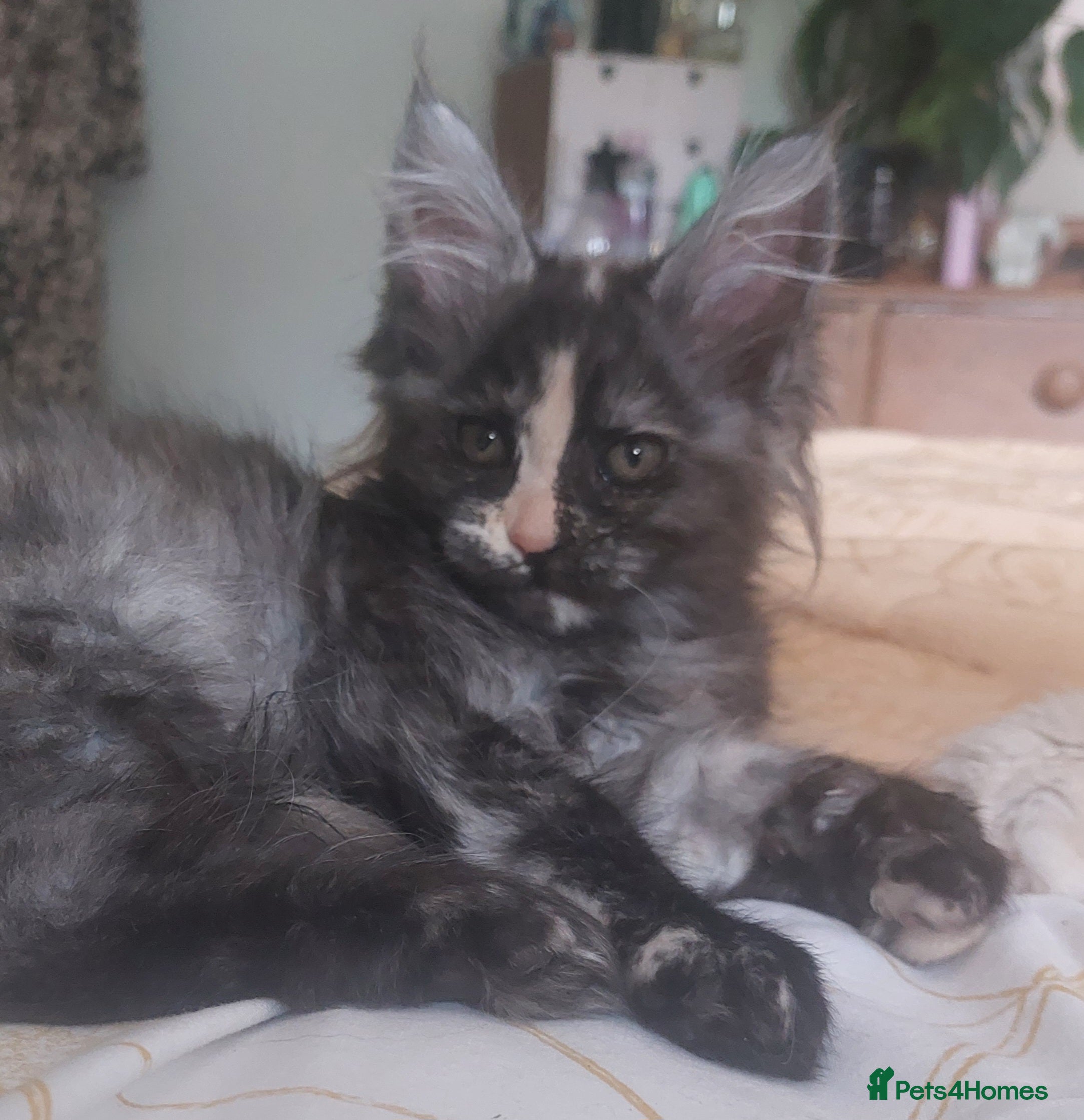 Maine Coon cats Main Coon Kittens - Advert 2