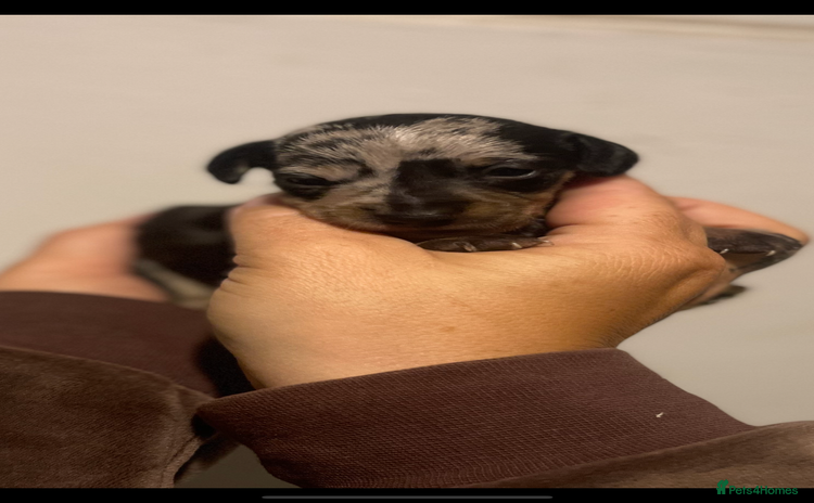 Dachshund dogs - Advert 6