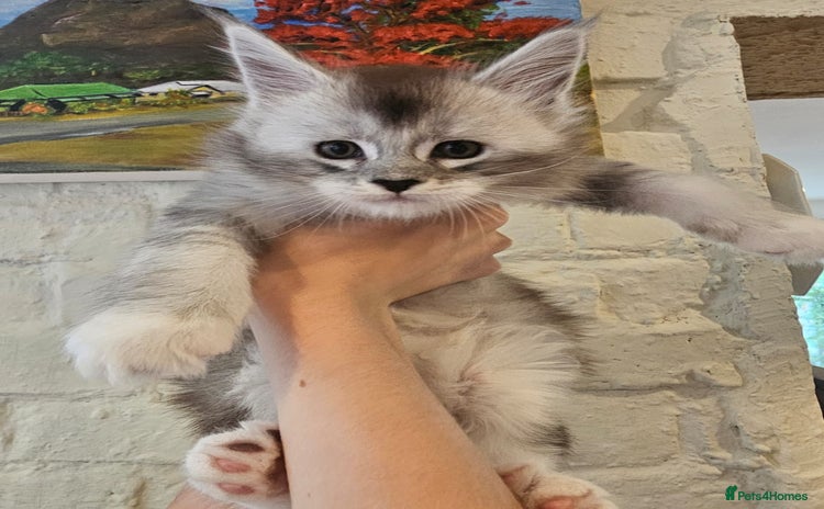 Maine Coon cats - Advert 3