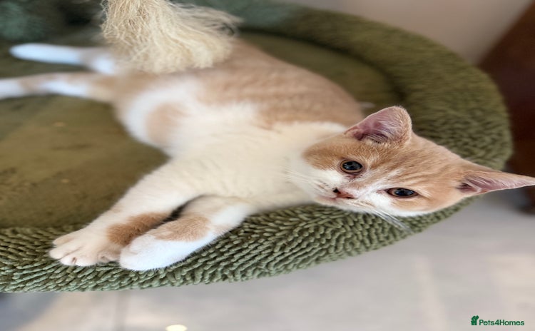 British Shorthair cats for sale - Advert 1