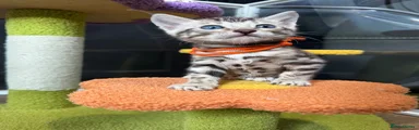 Orange collar. Silver charcoal boy