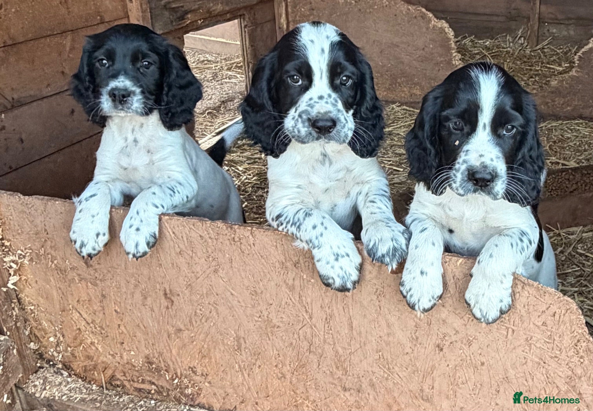 Sprocker dogs F1 Sprockers - Advert 2