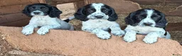 Sprocker dogs for sale: F1 Sprockers - Advert 1