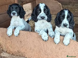 Sprocker dogs F1 Sprockers - Advert 3