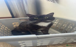 Mixed Breed cats for sale: Maine Coon X British Shorthair - Advert 6