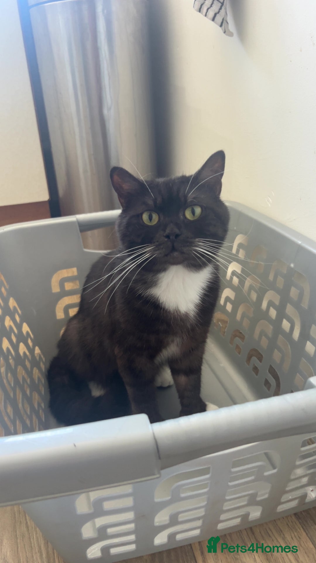 Mixed Breed cats for sale: Maine Coon X British Shorthair - Advert 6