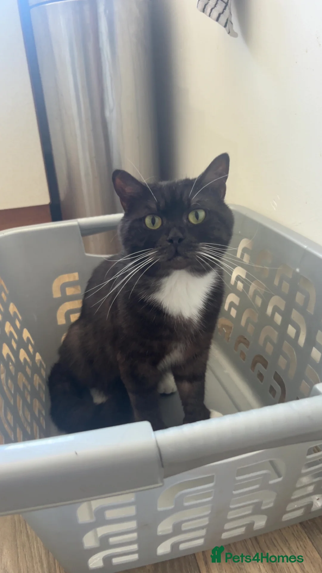 Mixed Breed cats for sale: Maine Coon X British Shorthair - Advert 6