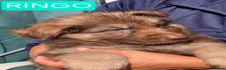 German Shepherd dogs for sale: Rare chocolate and tan and Blue GSD - Advert 14