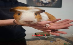 Guinea Pig rodents for sale: 13 guinea pigs mixed breed - Advert 9