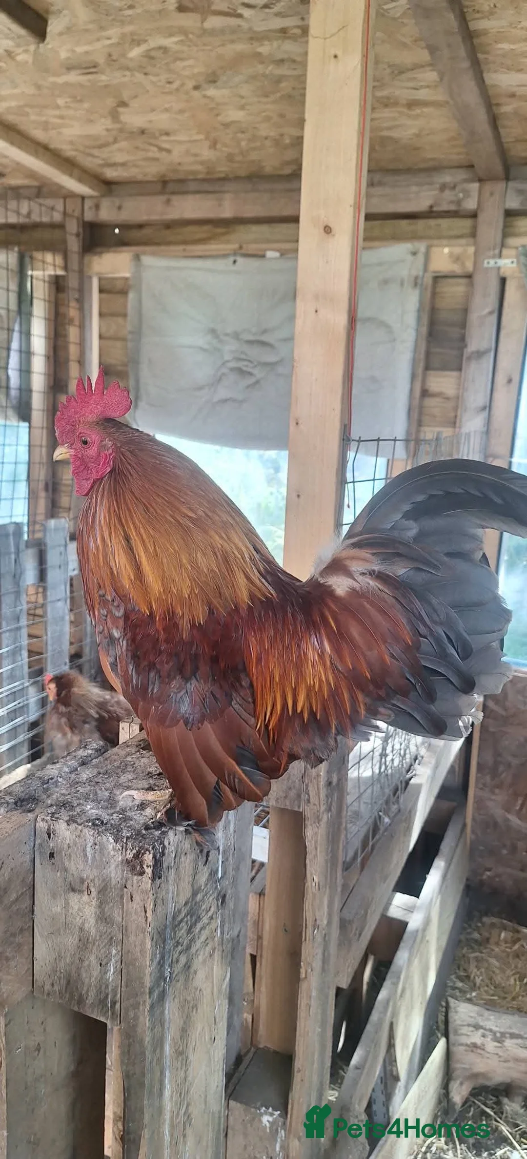 Chickens poultry for sale: Serama x frizzles Cockerells  - Advert 2