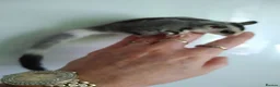 Sugar Glider rodents for sale: Stunning baby sugar gliders  - Advert 2