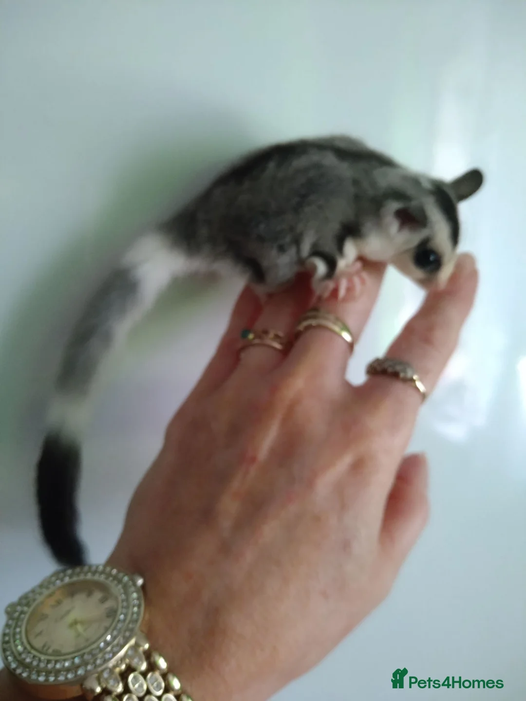 Sugar Glider rodents for sale: Stunning baby sugar gliders  - Advert 2
