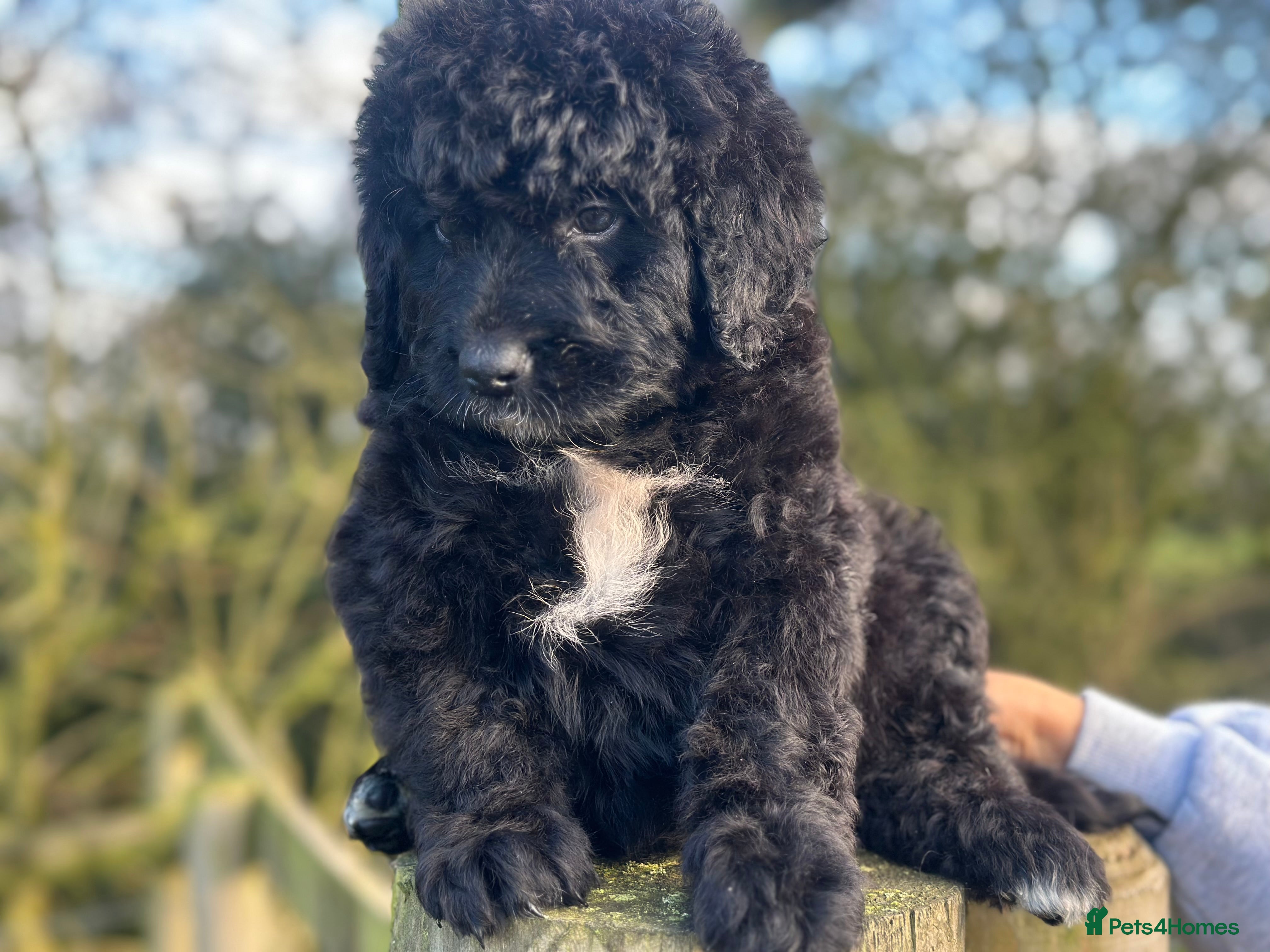Bernedoodle dogs F1 STANDARD BERNADOODLE VACCINATED FULL VET CHECK - Advert 1