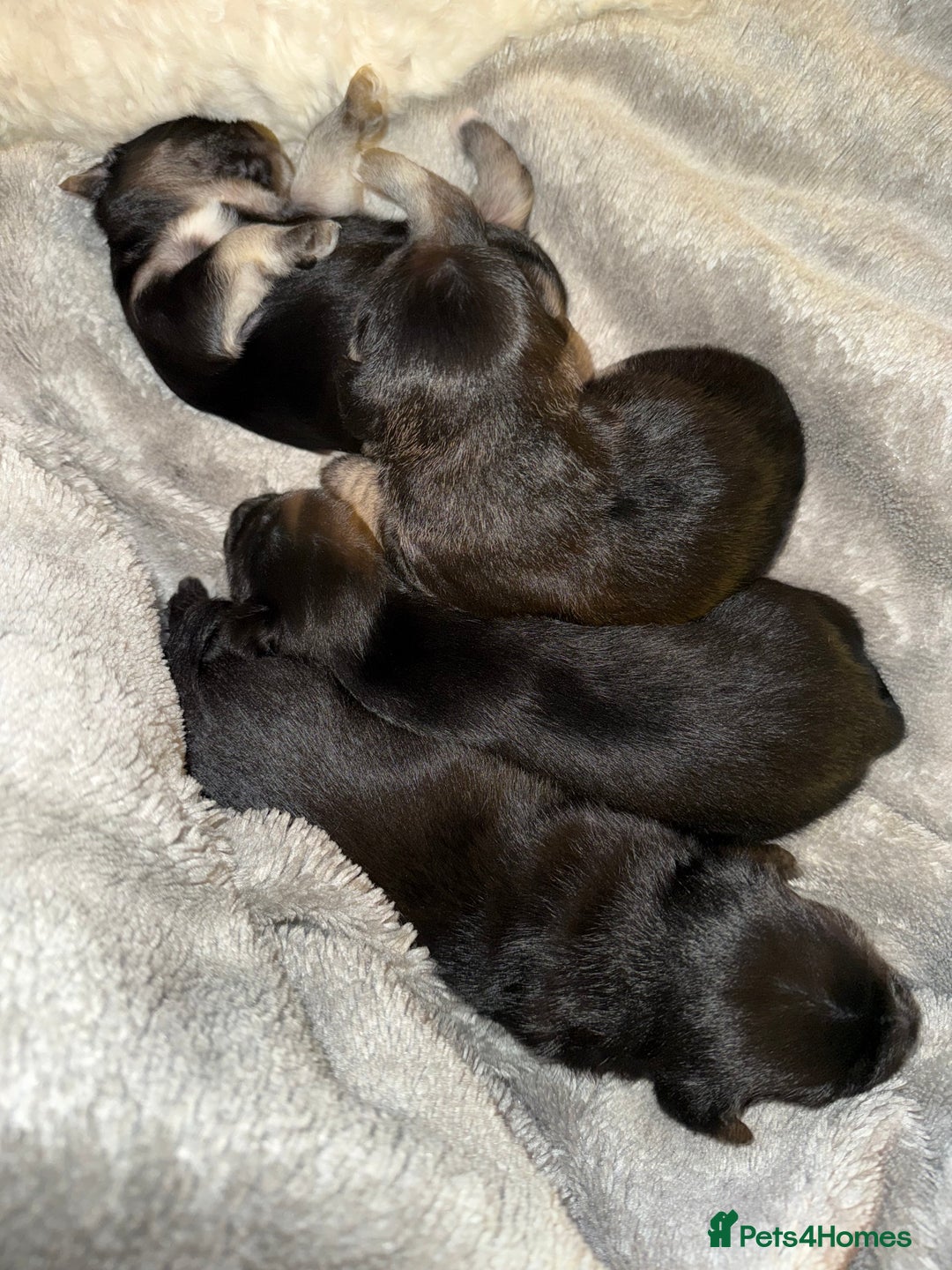 Mixed Breed dogs for sale: Froodle pups  - Image 18