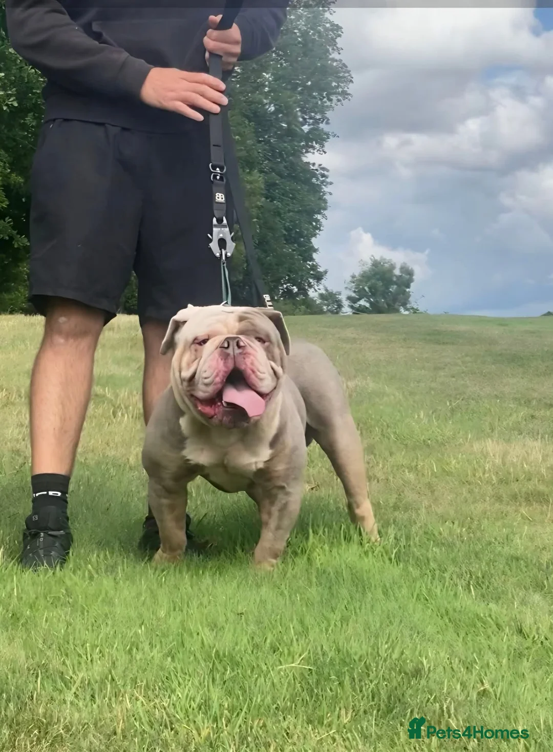 Olde English Bulldogge dogs for sale: Olde english bulldogge  - Advert 4