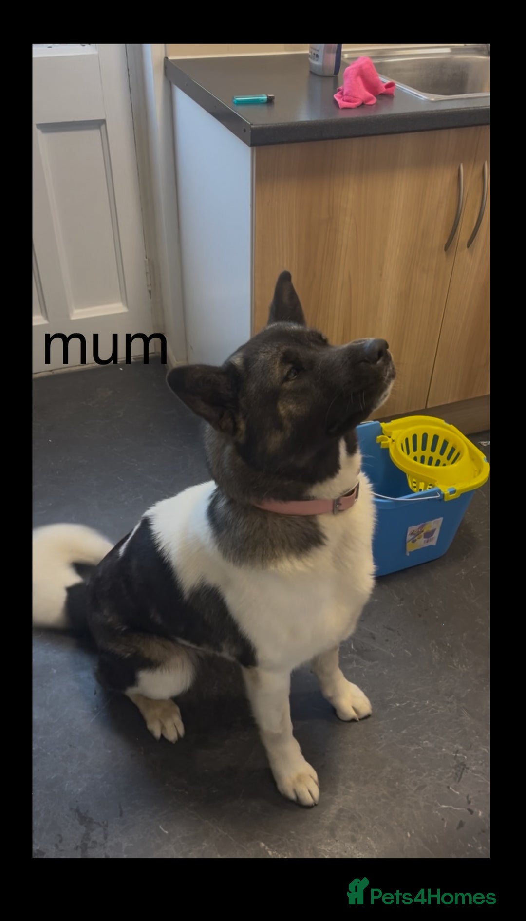 Akita dogs for sale: akita puppies  - Image 3