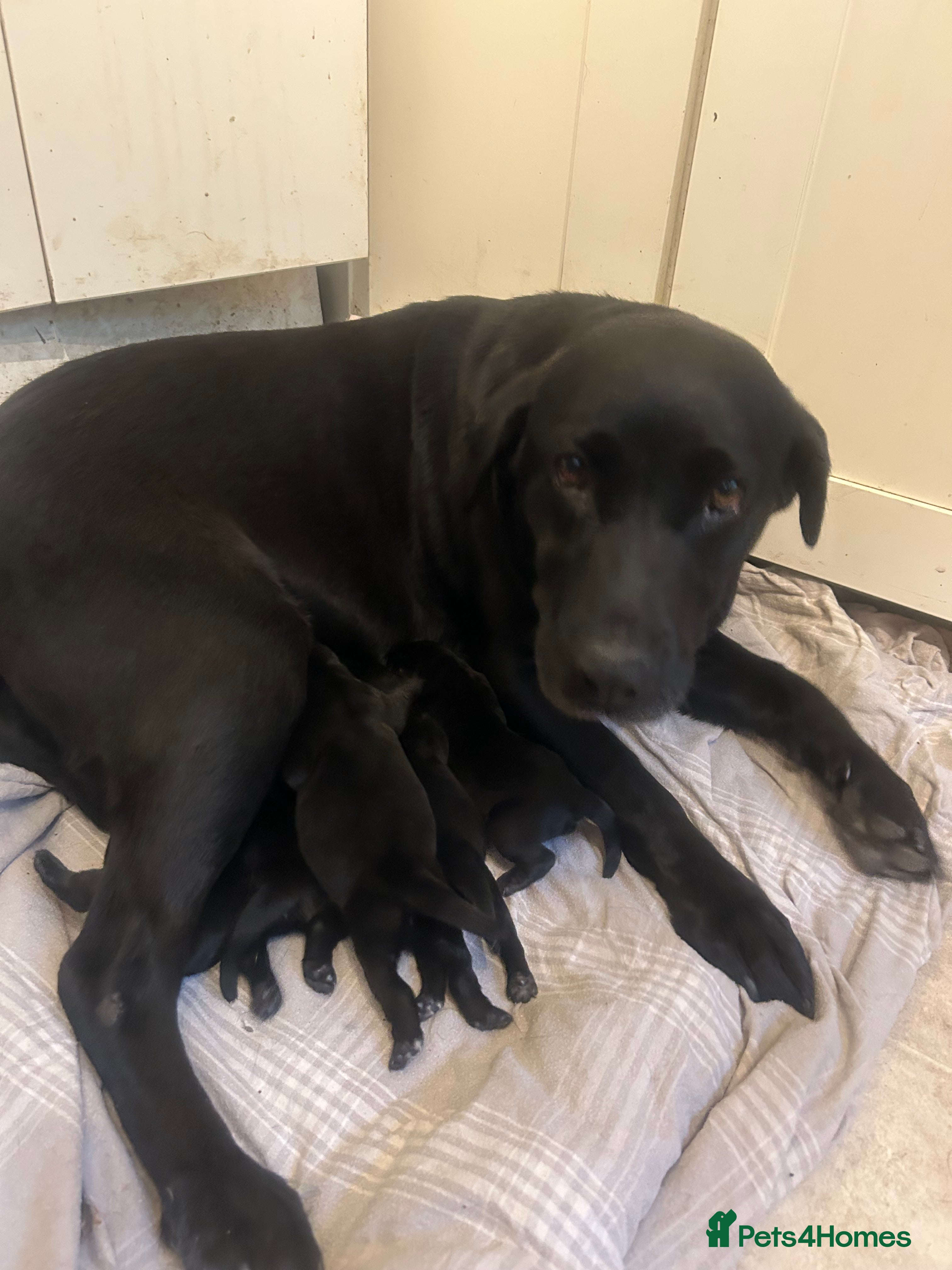 Labrador Retriever dogs Stunning black Labrador puppies  - Advert 2