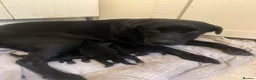 Labrador Retriever dogs for sale: Stunning black Labrador puppies  in Steyning - Advert 2