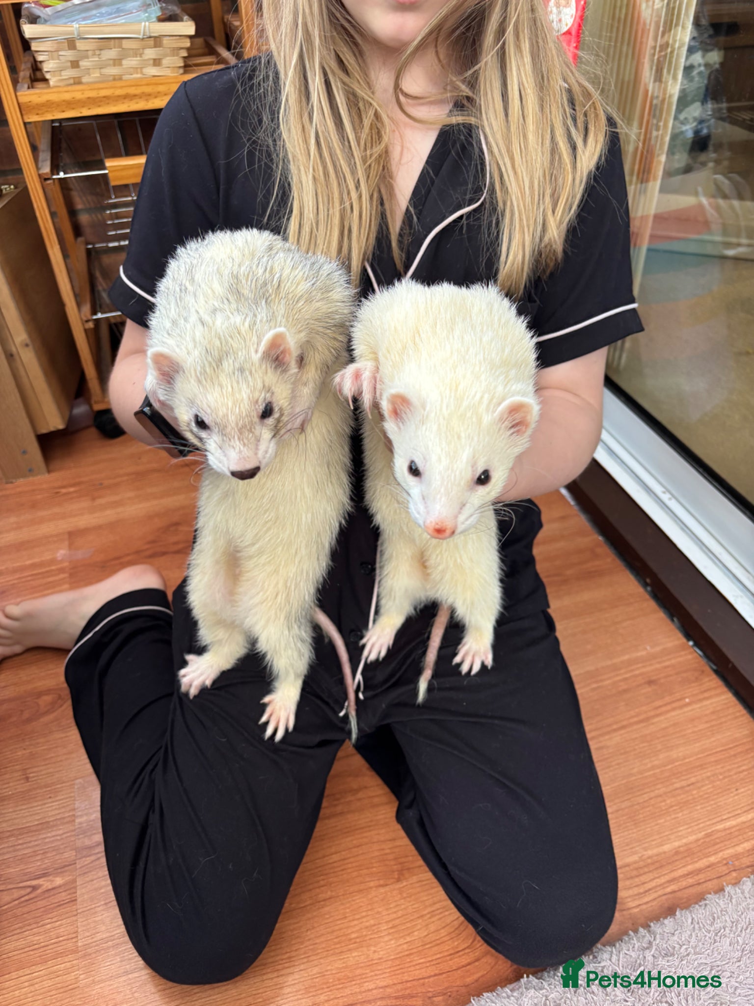 Ferret rodents Two brother ferrets, almost 2 years old - Advert 1