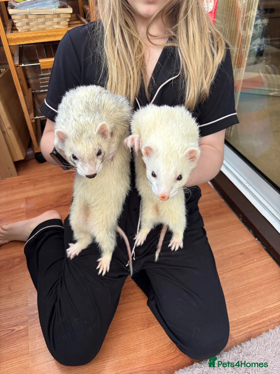 Ferret rodents for sale: Two brother ferrets, almost 2 years old in Spalding - Advert 1
